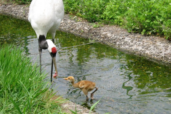 Red-crowned crane chick